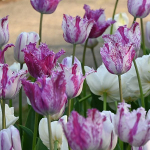 Tulpė šerkšnotoji „Purple Circus” 5 vnt.
