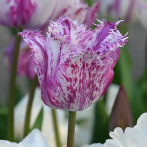 Tulpė šerkšnotoji „Purple Circus” 50 vnt.