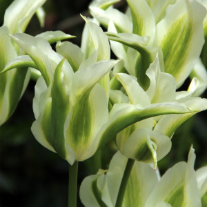 Tulpė "Greenstar" 5 vnt.