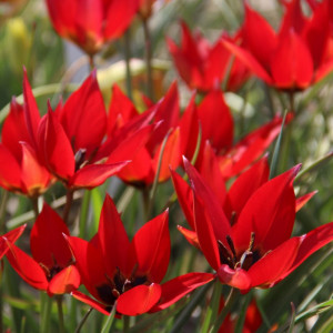 Botaninė tulpė „Lizzy”, 50 vnt.