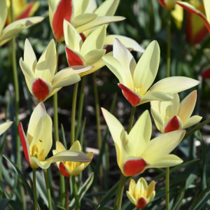 Botaninė tulpė clusiana „Tinka”, 10 vnt.