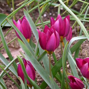 Botaninė tulpė humilis „Odalisque”, 10 vnt.