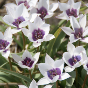 Botaninė tulpė humilis coerulea oculata alba, 5 vnt.