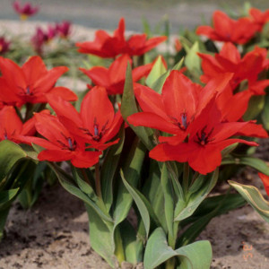 Botaninė tulpė praestans ‘Zwanenburg Variety’, 10 vnt.