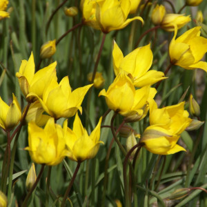 Girinė tulpė Sylvestris, 10 vnt.