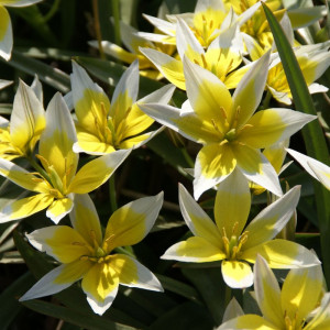 Botaninė tulpė Tarda, 10 vnt.