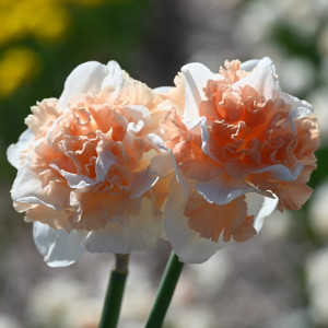 Narcizai „Flower Surprise”, 3 vnt.
