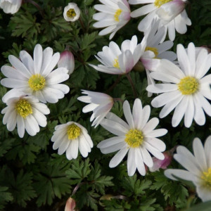 Plukės „White Splendour”, 50 vnt.