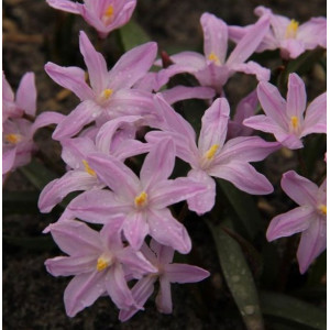 Sniegžydrės luciliae Rose Queen, 50 vnt.