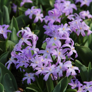 Sniegžydrės luciliae Violet Beauty, 200 vnt.