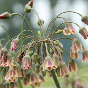 Nectaroscordum siculum, 50 vnt.