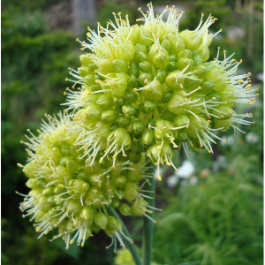 Dekoratyvinis česnakas 'Obliquum', 3 vnt.