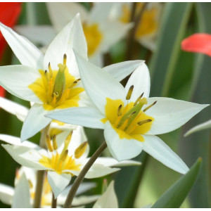 Botaninė tulpė 'Turkestanica', 15 vnt.