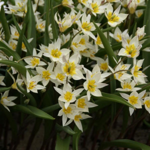 Botaninė tulpė 'Turkestanica', 50 vnt.