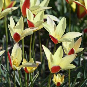 Botaninė tulpė 'Tinka', 15 vnt.