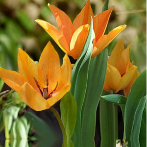Botaninė tulpė 'Shogun', 15 vnt.