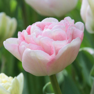 Tulpė pilnavidurė vėlyva 'Angelique', 50 vnt.