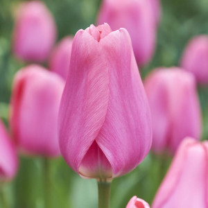 Tulpė 'Big Love', 15 vnt.