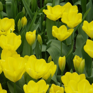 Tulpė 'Yellow Purissima', 15 vnt.
