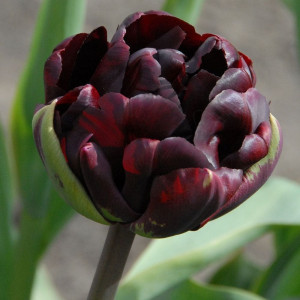 Tulpė pilnavidurė ankstyva 'Palmyra', 15 vnt.