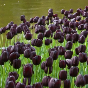Tulpė 'Queen of night' 25 vnt.