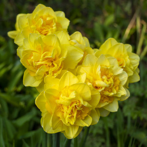 Narcizas 'Sherborne' 25 vnt.