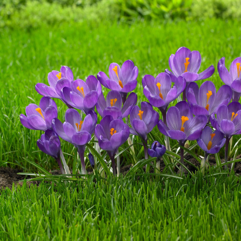 Html Recorder Krokai didžiažiedžiai ‘Flower Record’, 7/8, 100 vnt.