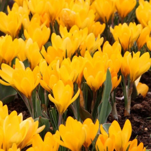 Krokai didžiažiedžiai 'Yellow' 7/8, 50 vnt.