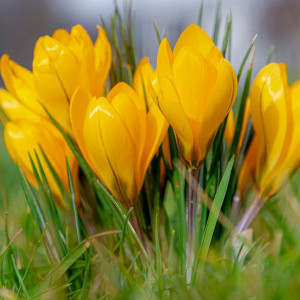 Krokai didžiažiedžiai 'Yellow' , 50 vnt.