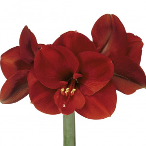 Amarilis (meilenis) 'Ferrari' 28/30 dydis, 1 vnt.