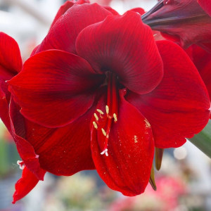 Amarilis (meilenis) 'Ferrari' 28/30 dydis, 1 vnt.