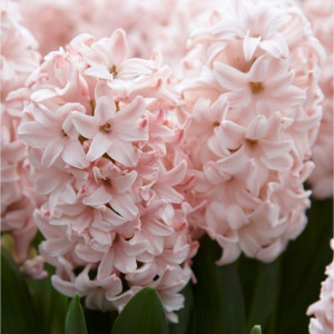 Hiacintas ‘Pink Elephant’, 9 vnt.