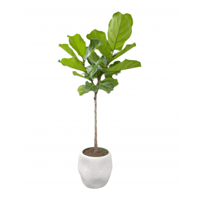 Lyralapis fikusas Ficus lyrata
