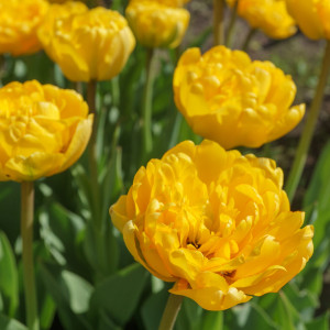 Tulpė 'Yellow Pomponette', 15 vnt.