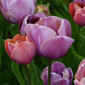 Tulpė 'Blue Heaven', 15 vnt.