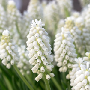 Žydrė aucheri  'White magic', 50 vnt.