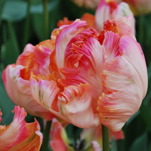 Tulpė 'Apricot parrot',  15 vnt.