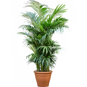 Howea forsteriana aka Kentia Palm  60Ø 260cm 12-15 stiebų