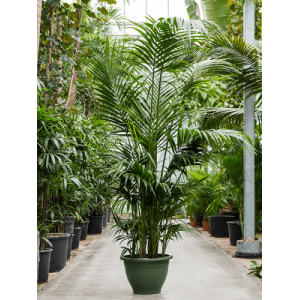 Howea forsteriana aka Kentia Palm 50Ø 260cm 9-12 stiebų