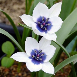 Botaninės tulpės Humilis coerulea oculata alba 50 vnt vazone
