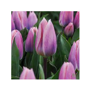 Tulpės Light and dreamy , 100 vnt vazone