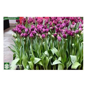 Tulpės Double Negrita,100 vnt 2026 ruduo