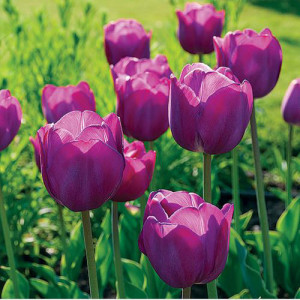 Tulpės Purple Pride, 100 vnt 2026 ruduo