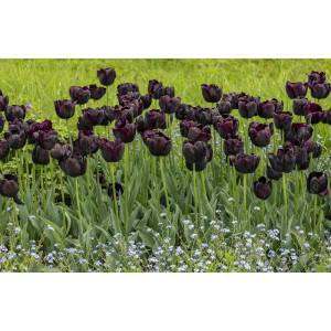 Tulpės Queen of Night, 100 vnt vazone.