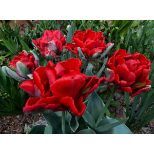 Tulpės Rococo Double, 100 vnt 2026 ruduo