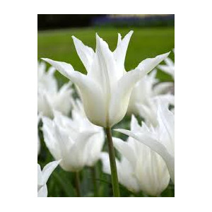 Tulpės White Triumphator,  100 vnt vazone