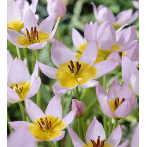 Botaninės tulpės Saxatilis 500 vnt vazone