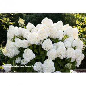Hortenzija šluotelinė Living Summer Snow , 10l