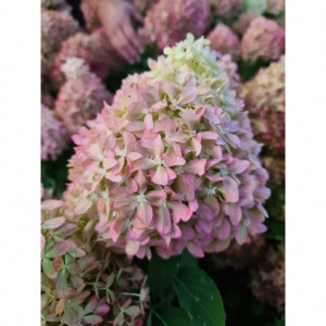 Hortenzija šluotelinė Pixio, 5l