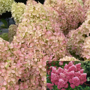 Hortenzija šluotelinė Pette Flori , 5 l